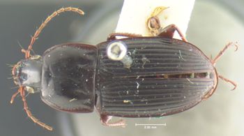 Media type: image;   Entomology 33042 Aspect: habitus dorsal view